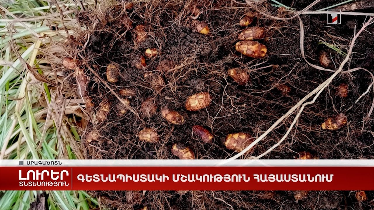 Գետնապիստակի մշակություն Հայաստանում