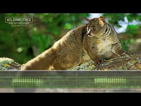 Bushbaby Sounds - The calls of a Thick-tailed Bush Baby at night in the African bush.