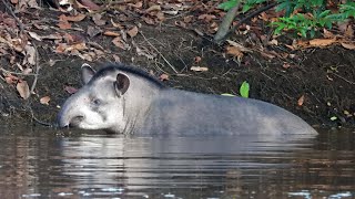 Tapir sightings in the Amazon Rainforest, Brazil