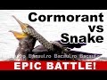 Cormorant Vs Snake Who Eats Who