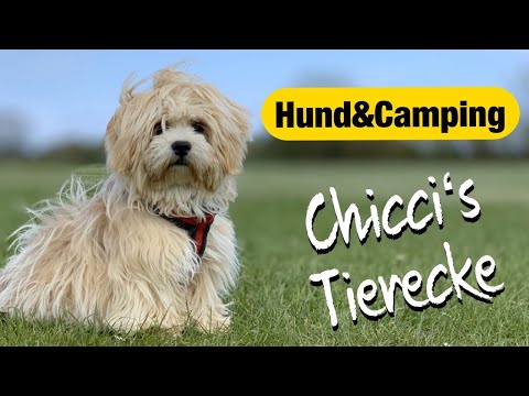 Camping ohne Hund ? Für mich...nein Danke !