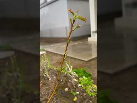 刈った草を木の根元に置く必要がある理由は次のとおりです。  庭園