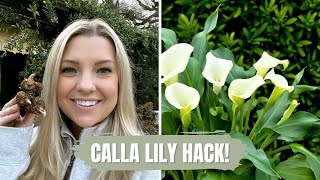 Calla Lily Hack! :: How to Get Your Calla Lilies Blooming Sooner This Season!