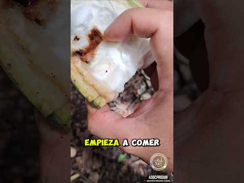 Afectaciones por el Perforador de la Mazorca en nuestros cultivos de cacao