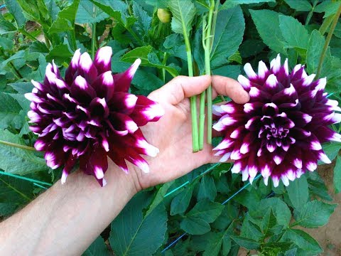 download lagu mp3 mp4 Growing Dahlias From Cuttings, download lagu Growing Dahlias From Cuttings gratis, unduh video klip Growing Dahlias From Cuttings