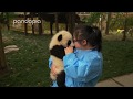 Nanny Mei playing with the pandas