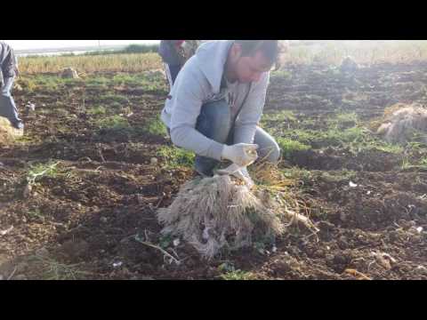 Raccolta di aglio rosso di Nubia