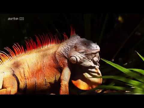 Die Karibik - Die Jäger [ARTE]