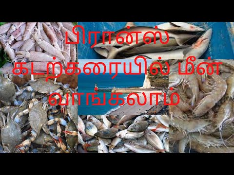 beach in tamil / france beach / fish market beach / fish market in tamil / top beach in france