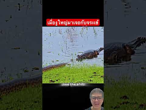 งูใหญ่ปะทะจระเข้