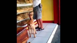 Download lagu Random para tolol terbaru 2019 bikin ngakak mp3 Download lagu Random para tolol terbaru 2019 bikin ngakak mp3