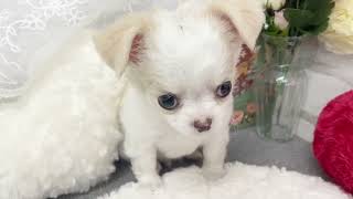 チワワ（ロング）の動画01