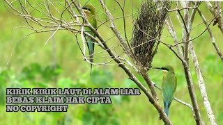 Download lagu Burung kirik kirik laut dialam liar | video super jernih | (Bebas klaim hak cipta) mp3 Download lagu Burung kirik kirik laut dialam liar | video super jernih | (Bebas klaim hak cipta) mp3