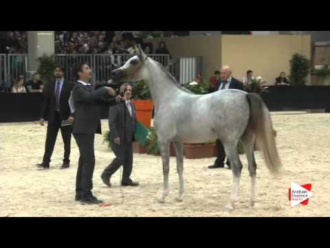 N 158 ELAN DE MARC KA   Verona 2015   Fillies 3 years old Class 5