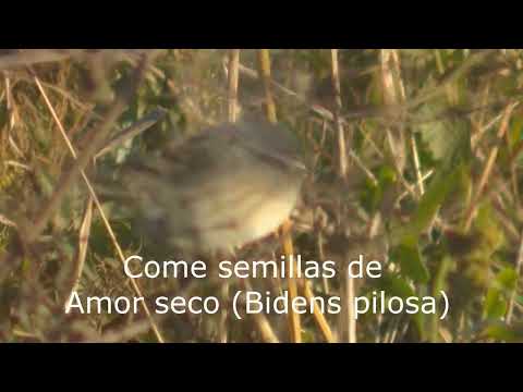 La vida de la Monterita cabeza negra Microspingus melanoleucus Esperanza Santa Fe Argentina 2026