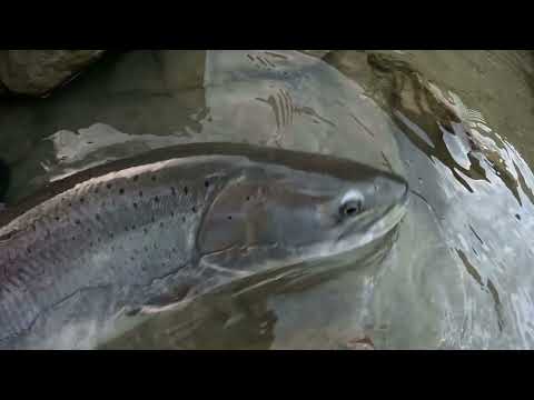 HUCHO HUCHO feel the power - Donaulachs a great one!