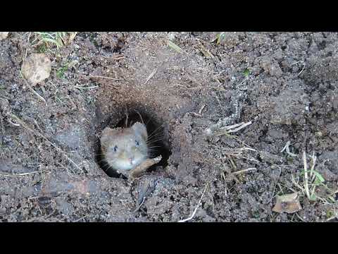 Campagnol à sa fenêtre