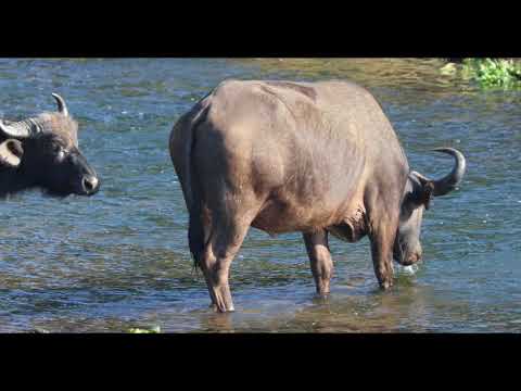 Buffalo, early morning drink in front of house