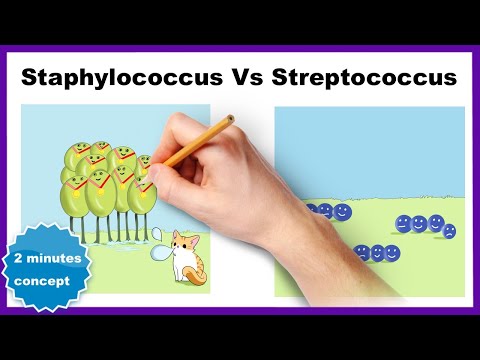 férgek és streptococcusok)