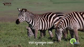 Gosheni Safaris  Africa - Visit  Ngorongoro Crater