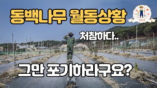 【동백나무 키우기】 노지월동 성공? 아직 세번 밖에 실패하지 않았다. 