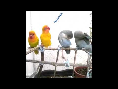 Cover - não há nada mais lindo ( Léo fressato ) bom domingo pra vocês