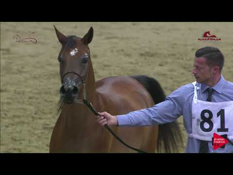 N 81 TIFLAH   2019 Al Shaqab Arabian Horse Show Festival   Fillies 2 Years Old Class 3C