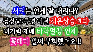 4월 포도#샤인머스켓, #서리피해, 검정비닐과 투명비닐중 #지온상승효과가 큰 것은?, #바닥멀칭 언제 할까?…