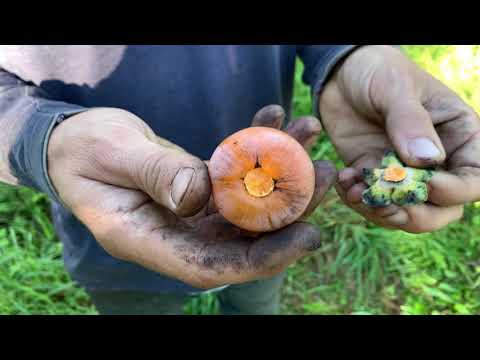 Black Creek Farm - Full Tour