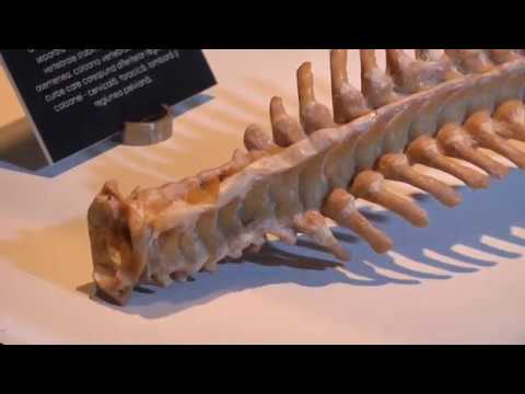 Știre Etv/ 20.07.2017 – CĂLĂTORIE ÎN CORPUL UMAN