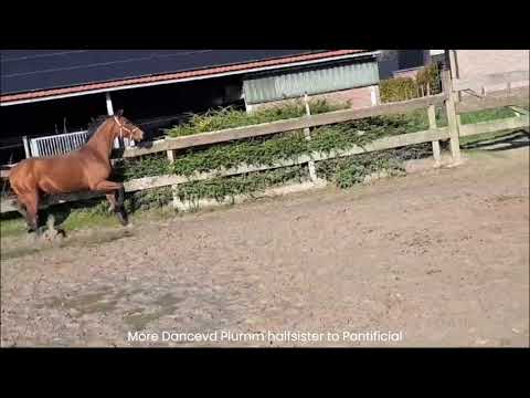 Pontifical van de Pluum (PRIME TIME x FOR DANCE) - Video 5 video thumbnail