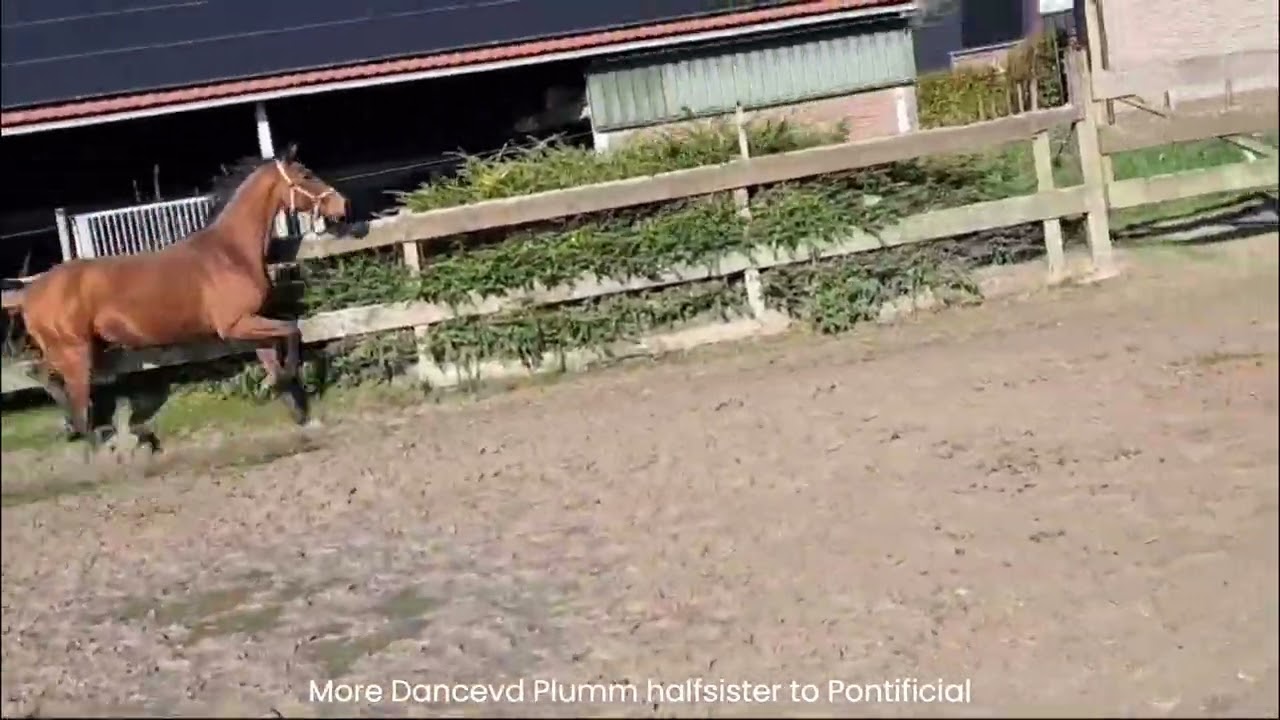 Pontifical van de Pluum (PRIME TIME x FOR DANCE) video 3