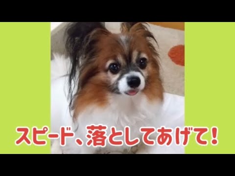 ワンワンU・x・Uお悩み相談室3️⃣7️⃣〜#雨の日の運転は水たまりに注意⚠️#歩行者に優しい運転を