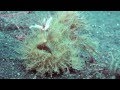 Striped Frogfish Hairy Variation Dive Goddess Videos Mary Anne Pedoto