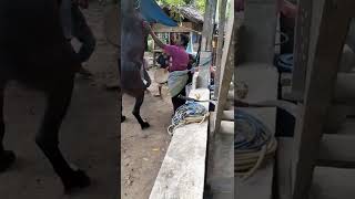 Download lagu latihan kuda menari mp3