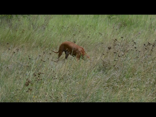 Rhodesian Ridgeback welpen kaufen