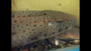 preview picture of video 'Mevagissey Marine Aquarium, Mevagissey, Cornwall, 17/08/2012'