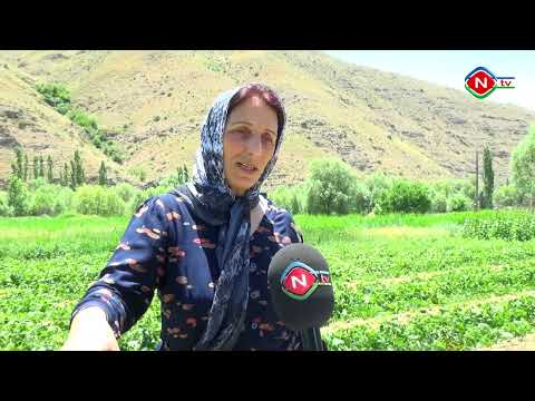 Ailə təsərrüfatları - 29.06.2022