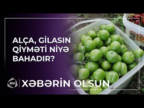 Alça, gılasın qiyməti niyə bahadır?