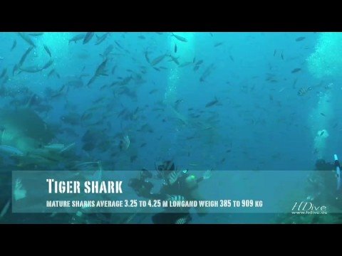 Ultimate Shark Encounter - Beqa Lagoon, Beqa Lagoon,Fidschi