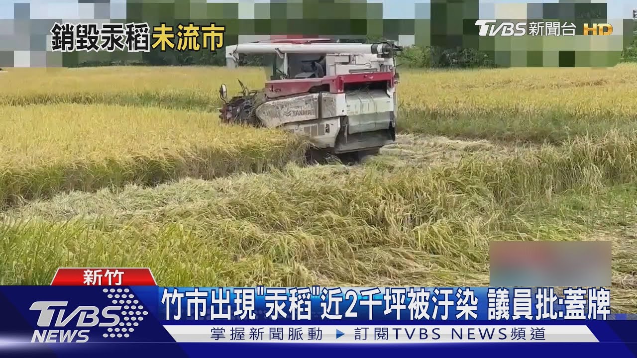 新竹稻田汞污染事件！市府：受污染稻米未流入市面
