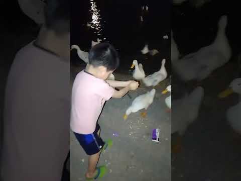 Laguna de los patos en Monterrey 