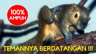 Download lagu SUARA PEMANGGIL TUPAI/BAJING KELAPA 🔴DURASI PANJANG🔴 mp3 Download lagu SUARA PEMANGGIL TUPAI/BAJING KELAPA 🔴DURASI PANJANG🔴 mp3
