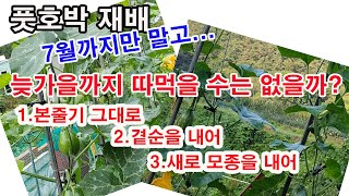 청과용 풋호박 재배. 7월까지만말고, 늦가을까지 계속 따먹을 수는없을까? 1.본줄기 그대로 키우기, 2.곁순…