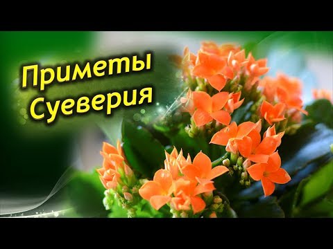 Каланхоэ в доме! Приметы и суеверия о каланхоэ!