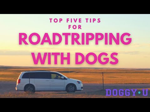 Top 5 Tips for Road Tripping with your Dog