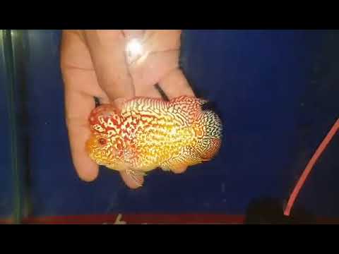 No.2 FD male for sale each or take all 10 items