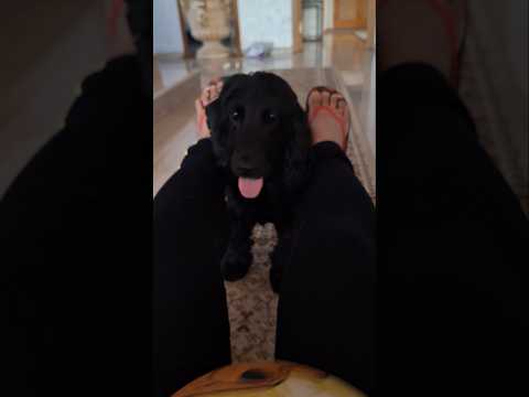 funny video #shortsviral #shorts #funny #dog
