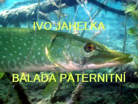 IVO JAHELKA   BALADA PATERNITNÍ