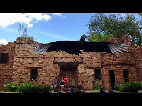 Flights of Wonder slow motion raptors